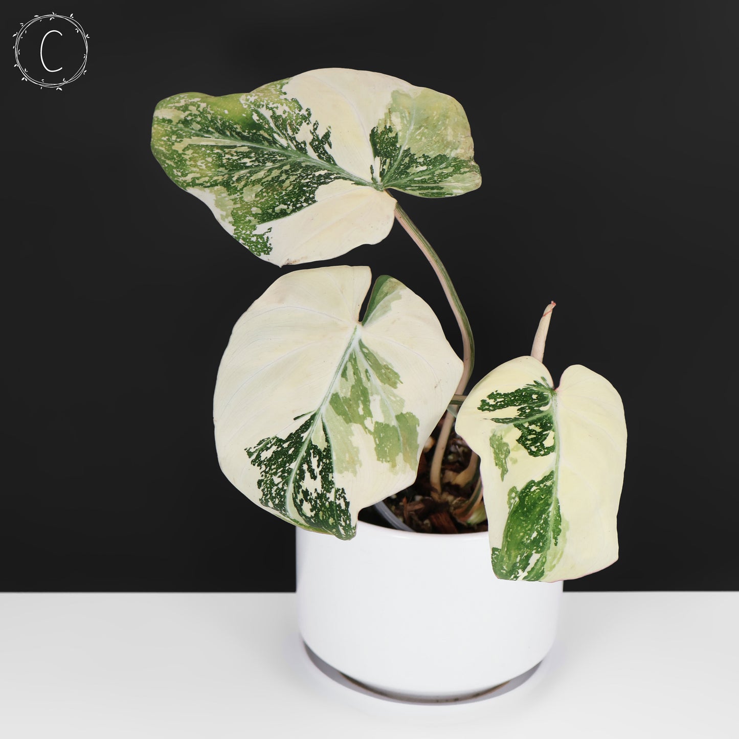 Philodendron gloriosum abigarrado (tipo 2)