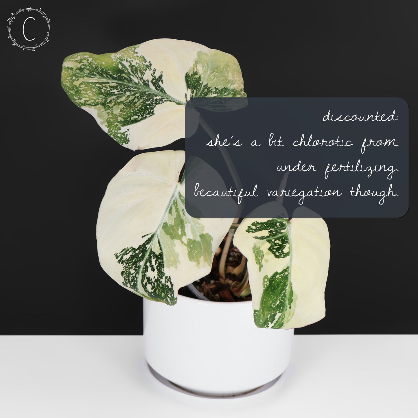 Philodendron gloriosum abigarrado (tipo 2)
