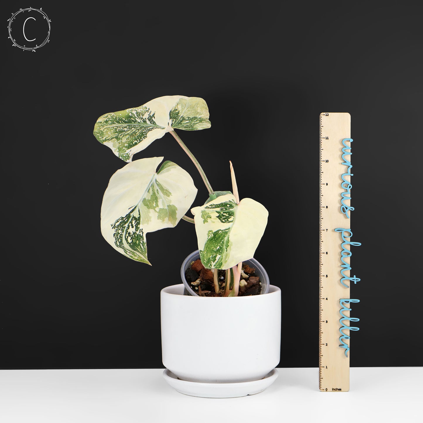 Philodendron gloriosum abigarrado (tipo 2)