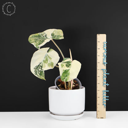 Philodendron gloriosum abigarrado (tipo 2)