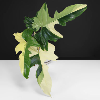 Philodendron Golden Dragon Variegated