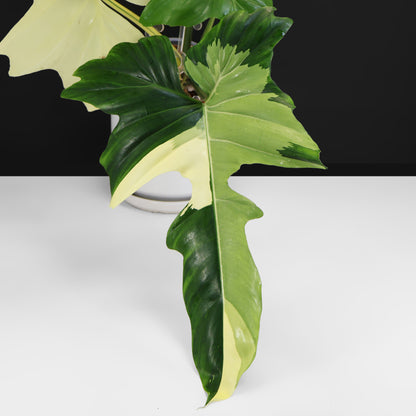 Philodendron Golden Dragon Variegated
