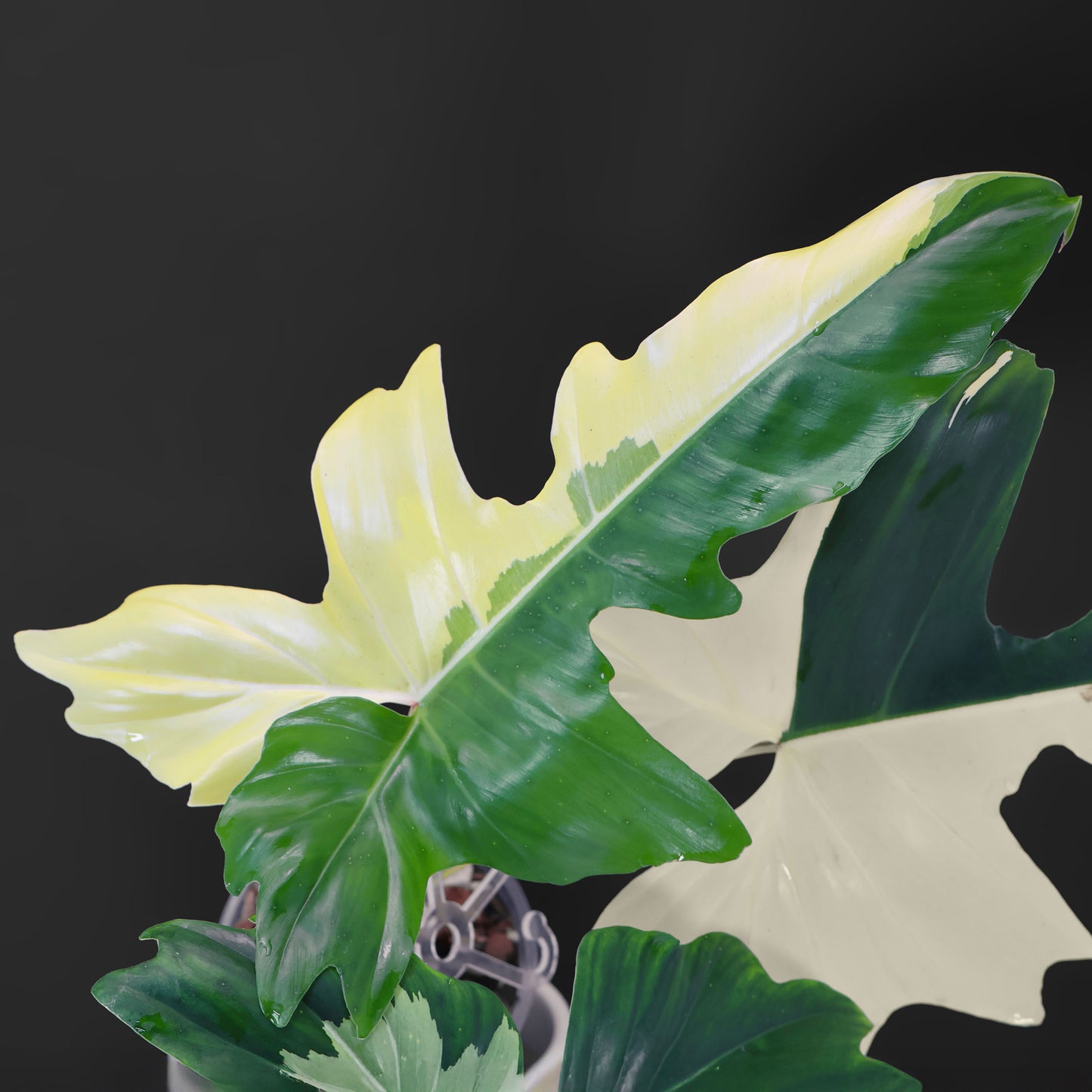 Philodendron Golden Dragon Variegated