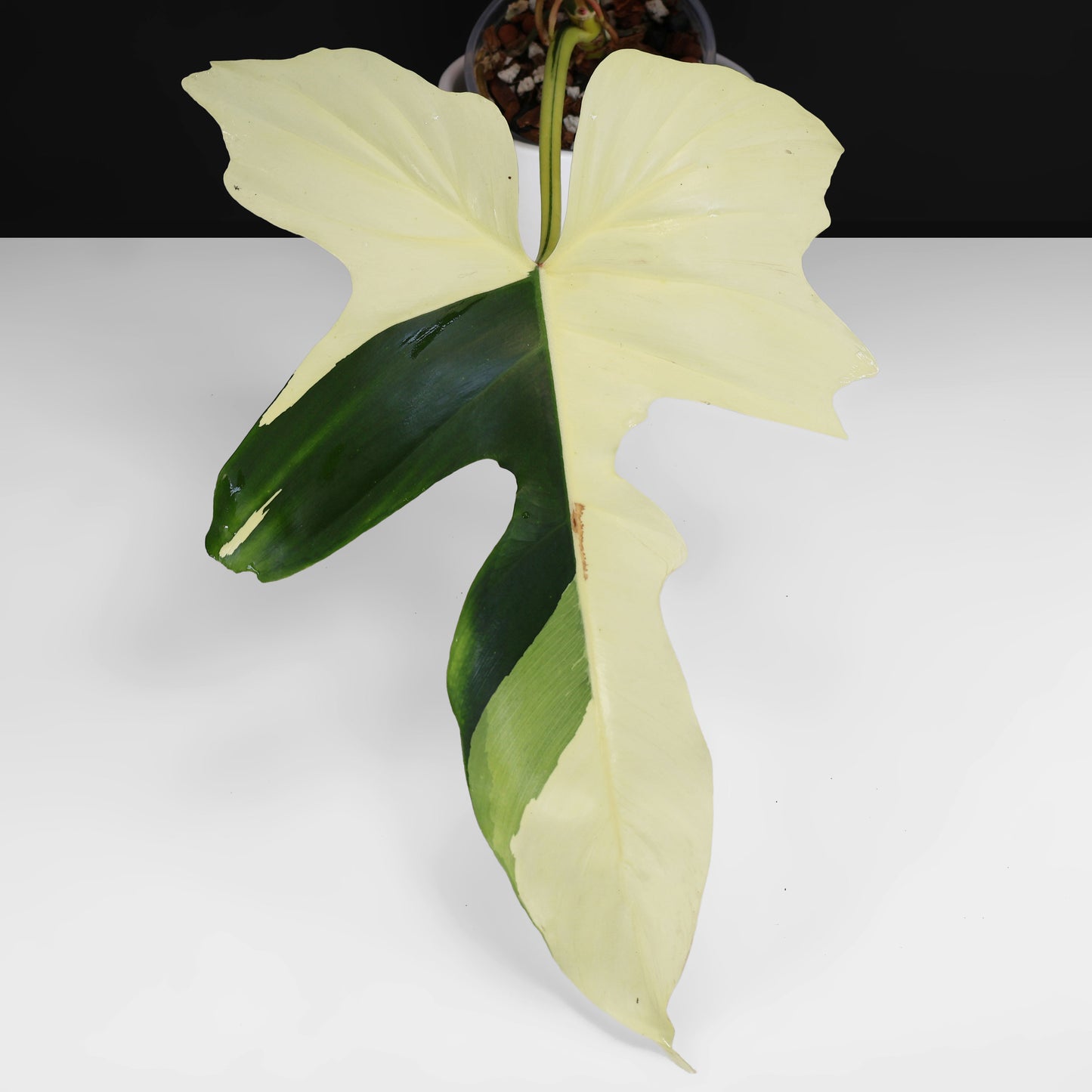 Philodendron Golden Dragon Variegated