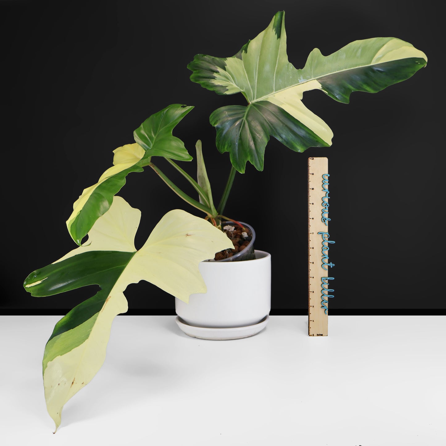 Philodendron Golden Dragon Variegated