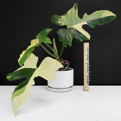Philodendron Golden Dragon Variegated