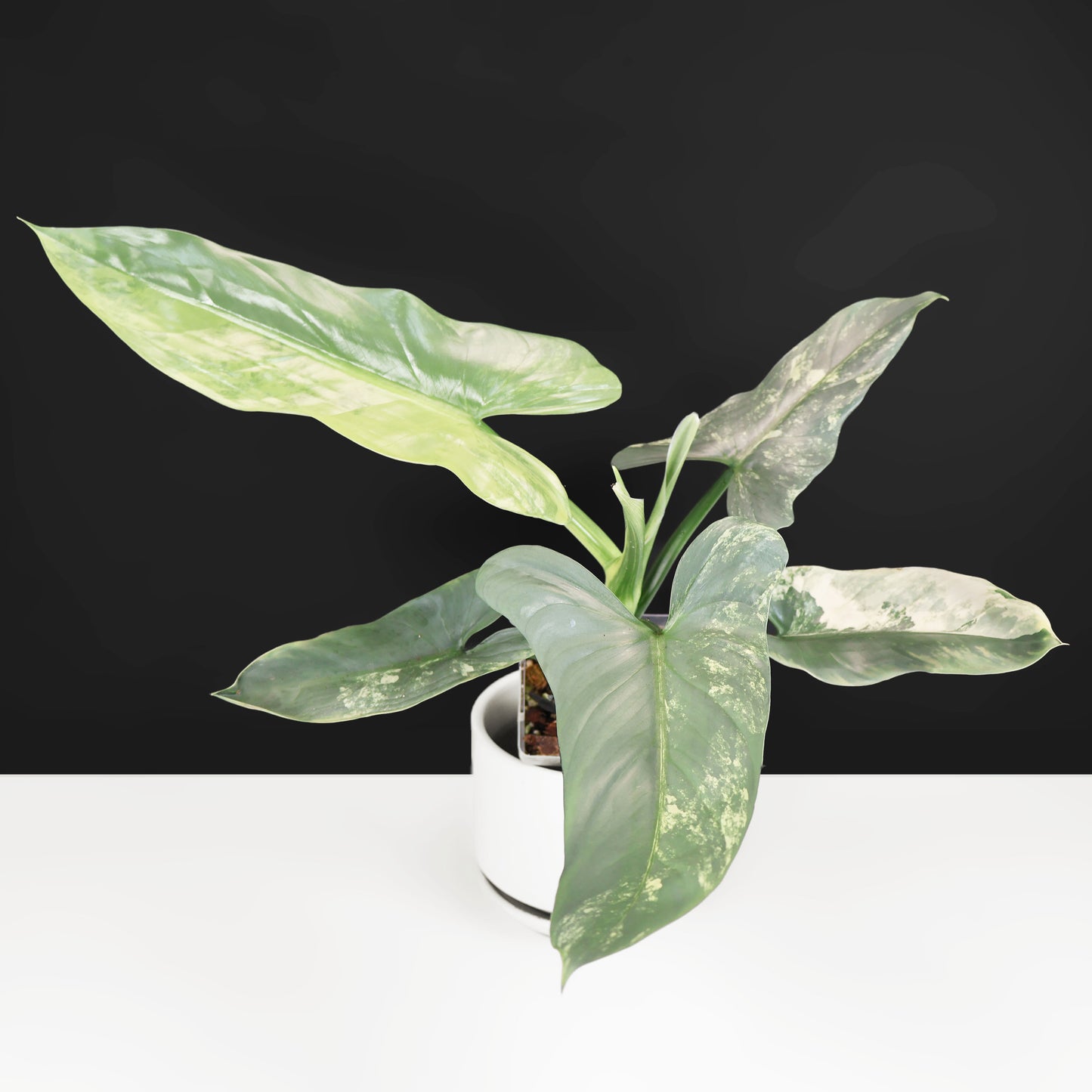 Philodendron Hastatum Variegated