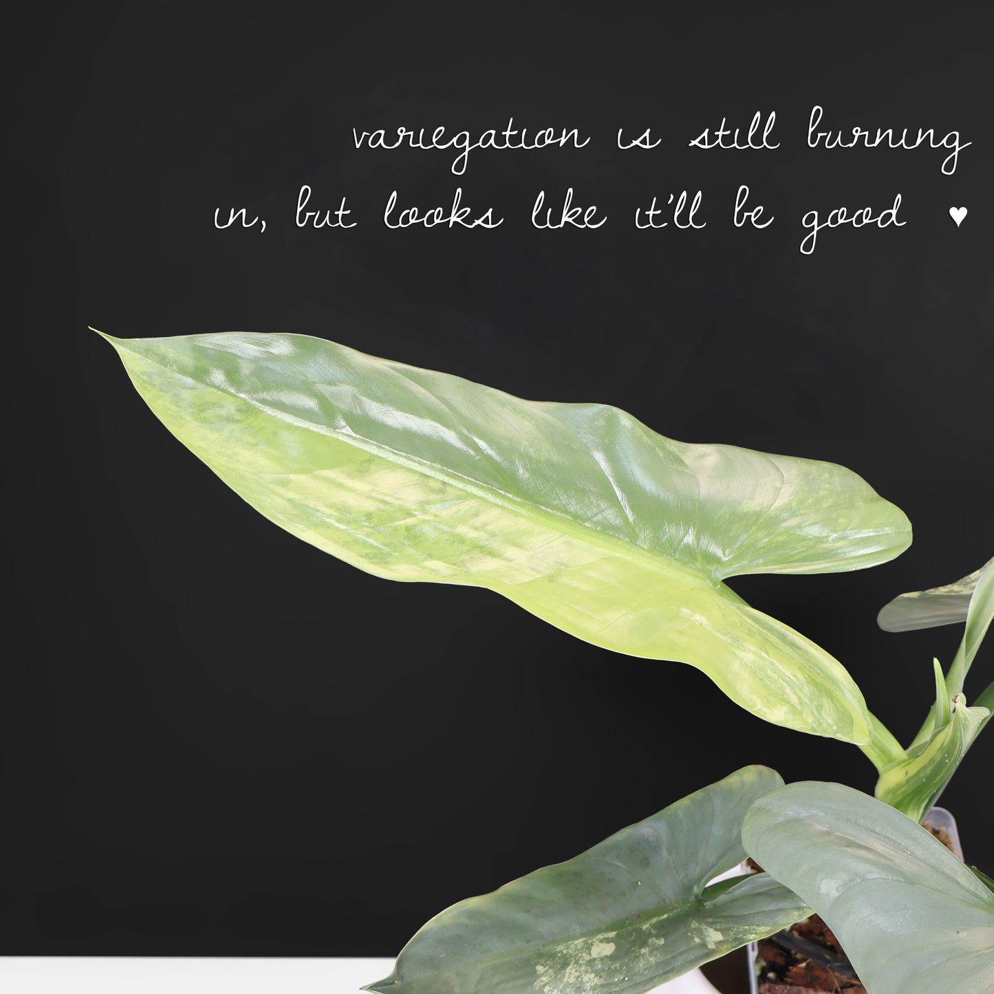 Philodendron Hastatum Variegated