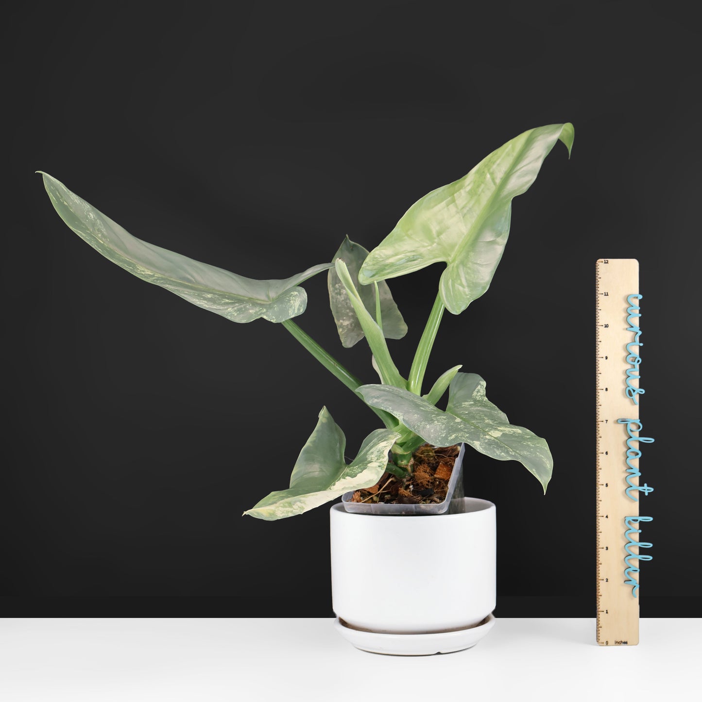 Philodendron Hastatum Variegated
