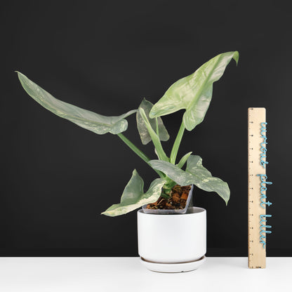 Philodendron Hastatum Variegated