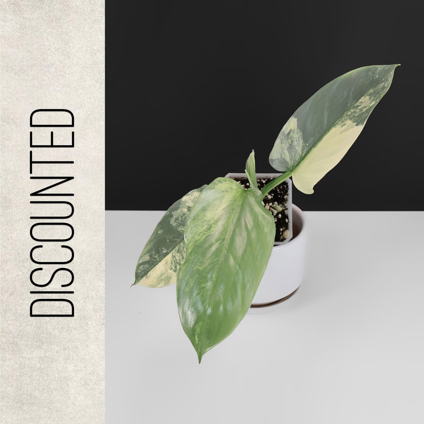 Philodendron Hastatum panaché