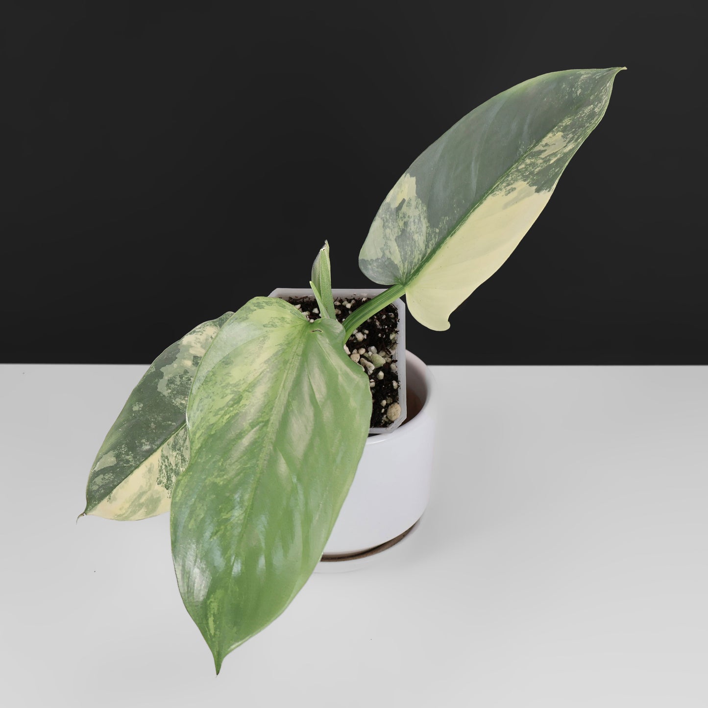 Philodendron Hastatum panaché