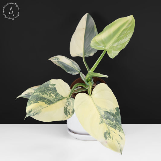 Philodendron Hastatum Variegated