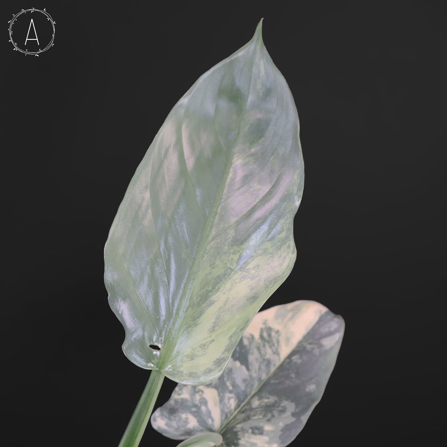 Philodendron Hastatum panaché