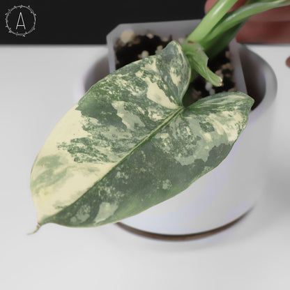 Philodendron Hastatum panaché