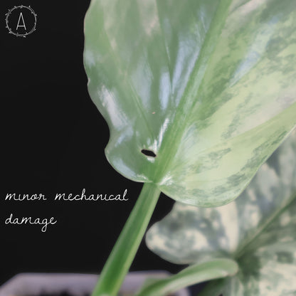 Philodendron Hastatum panaché