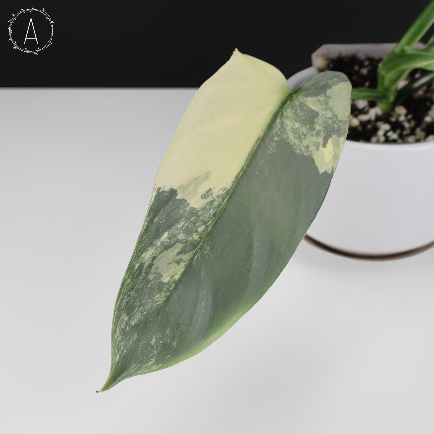 Philodendron Hastatum panaché