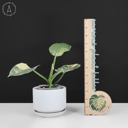 Philodendron Hastatum panaché