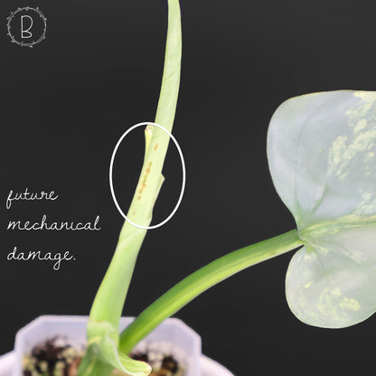 Philodendron Hastatum panaché