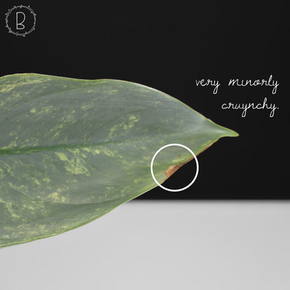 Philodendron Hastatum panaché