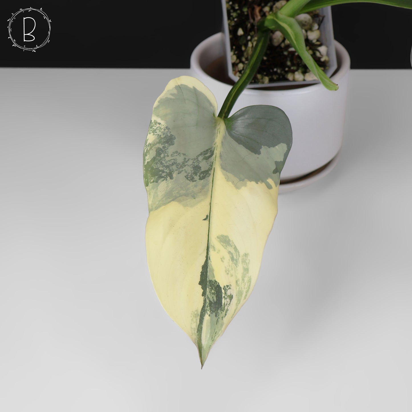 Philodendron Hastatum panaché