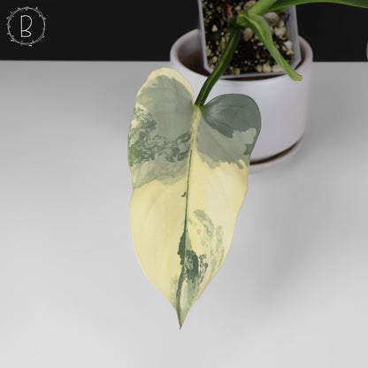 Philodendron Hastatum panaché