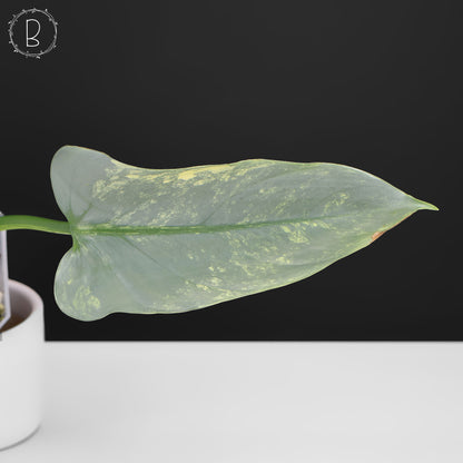 Philodendron Hastatum panaché