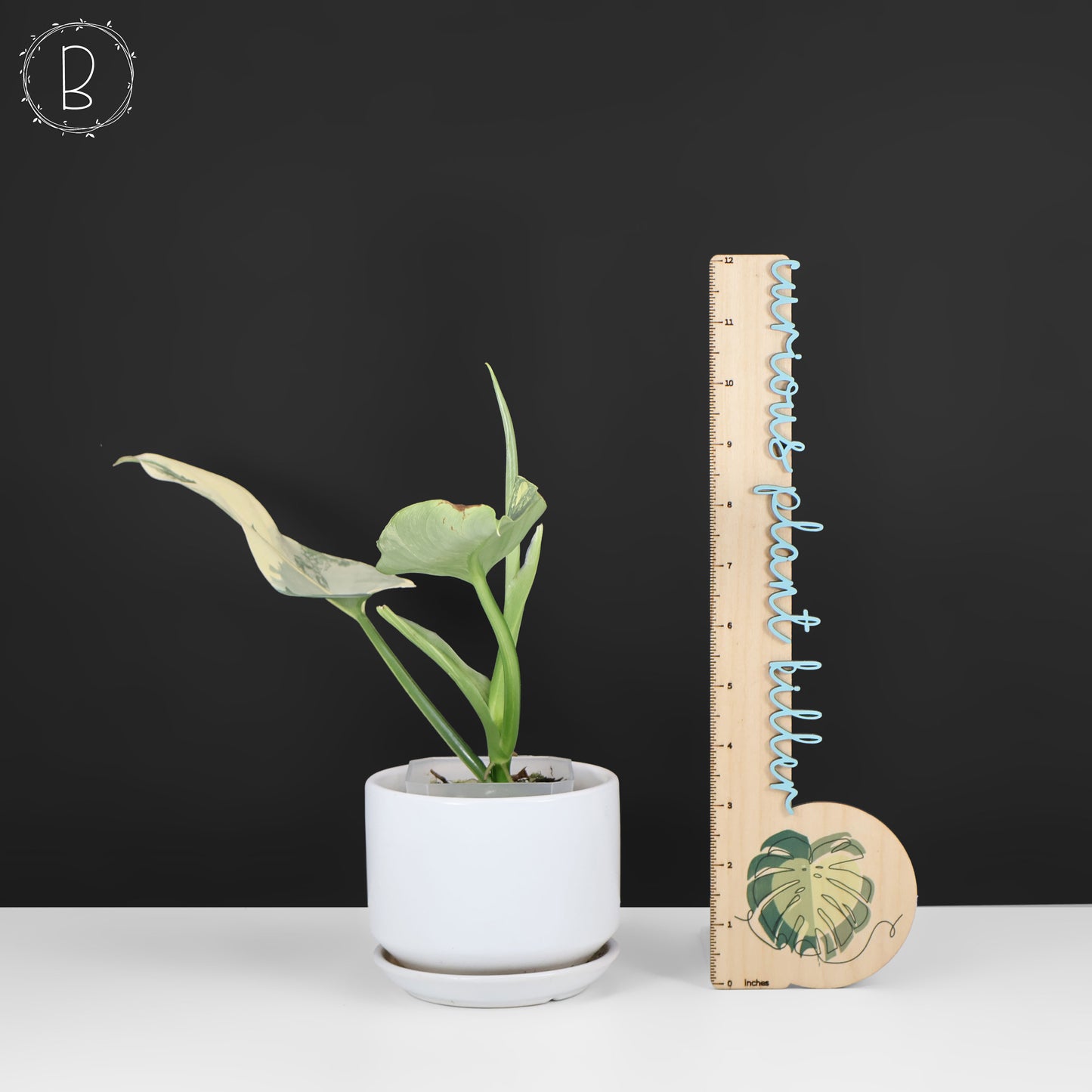 Philodendron Hastatum panaché