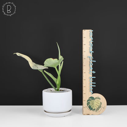 Philodendron Hastatum panaché