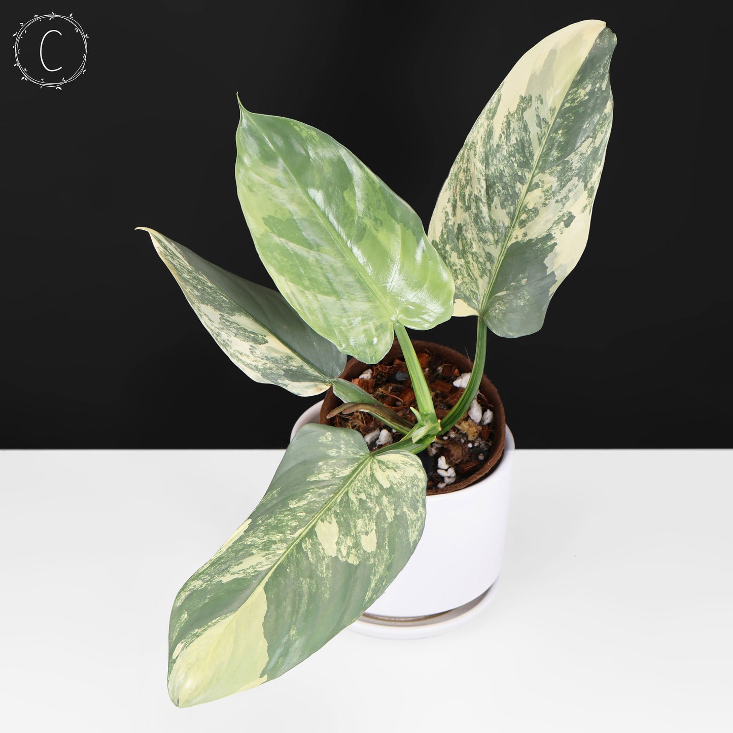 Philodendron Hastatum Variegated