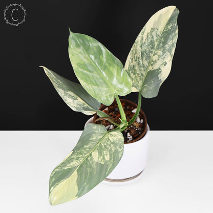 Philodendron Hastatum Variegated