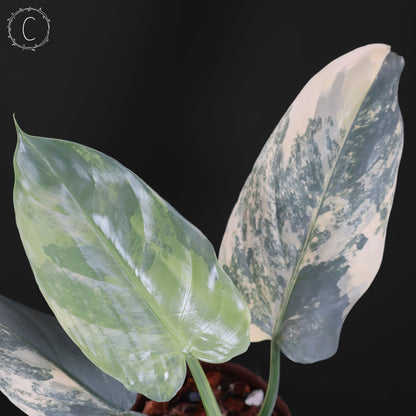 Philodendron Hastatum Variegated