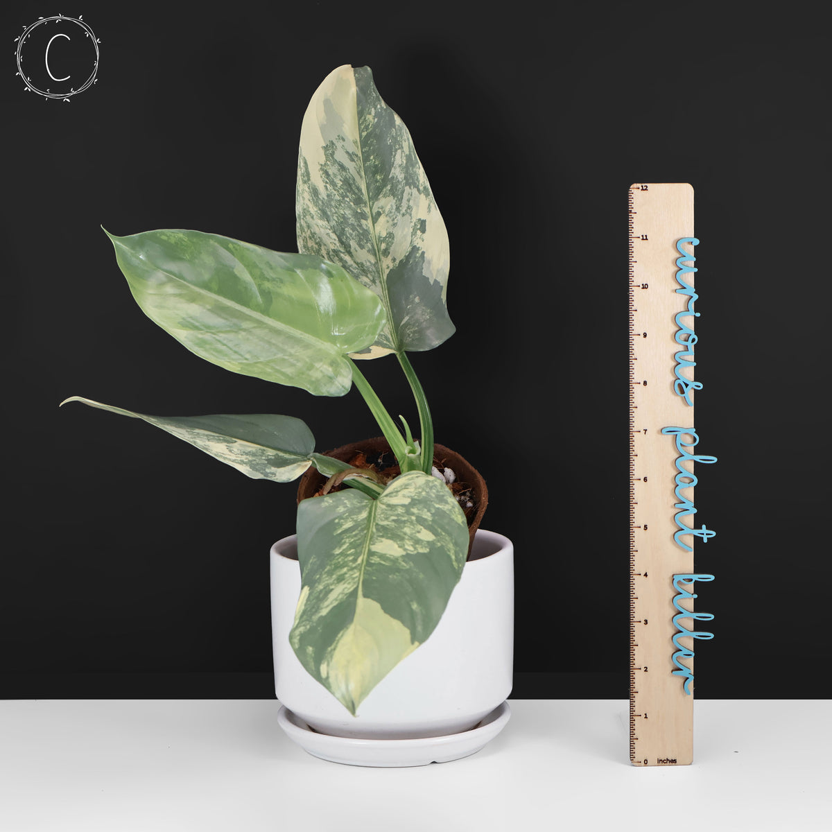 Philodendron Hastatum Variegated