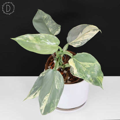 Philodendron Hastatum Variegated