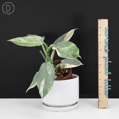 Philodendron Hastatum Variegated