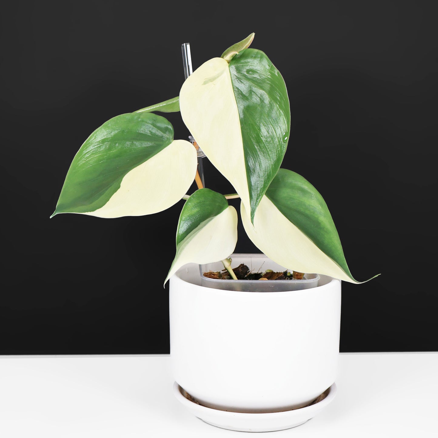 philodendron hederaceum cura Philodendron Hederaceum Albo – Curious Plant Killer