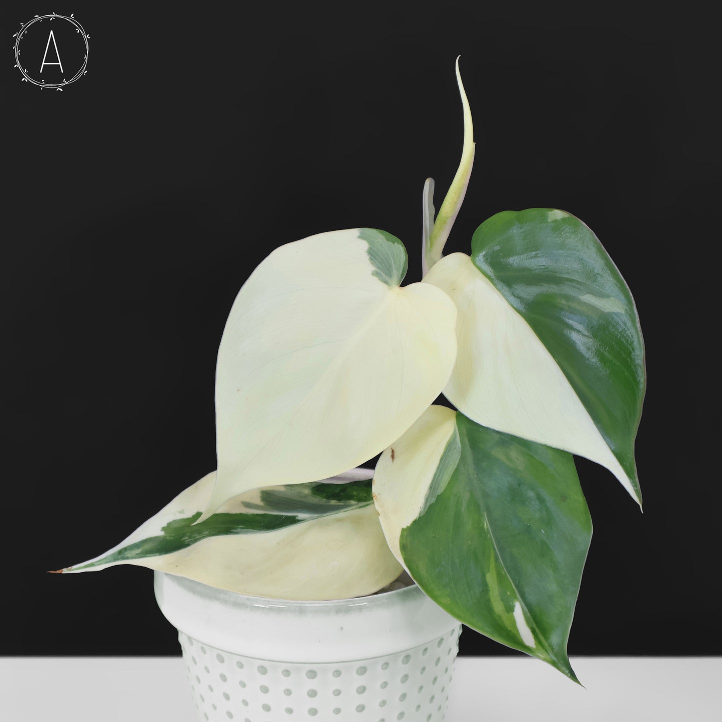 Filodendro Hederaceum Albo