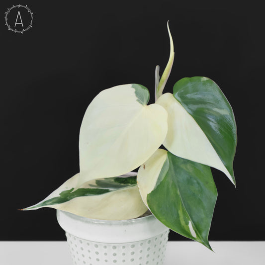 Filodendro Hederaceum Albo