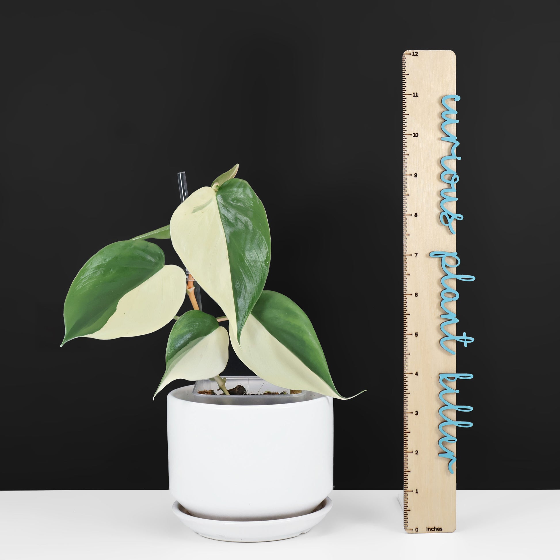 philodendron albo Philodendron Hederaceum Albo – Curious Plant Killer