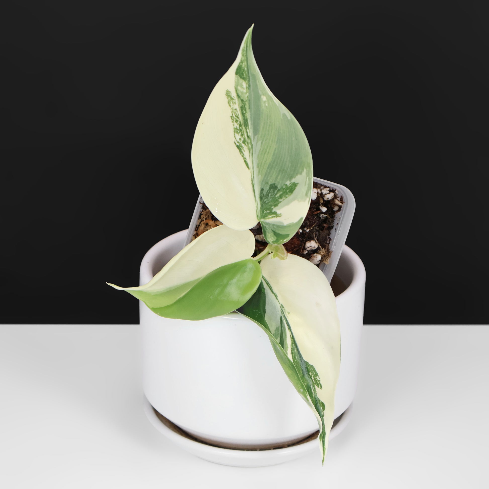 philodendron albo variegata Philodendron Hederaceum Albo – Curious Plant Killer