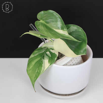 Filodendro Hederaceum Albo