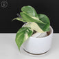 Filodendro Hederaceum Albo