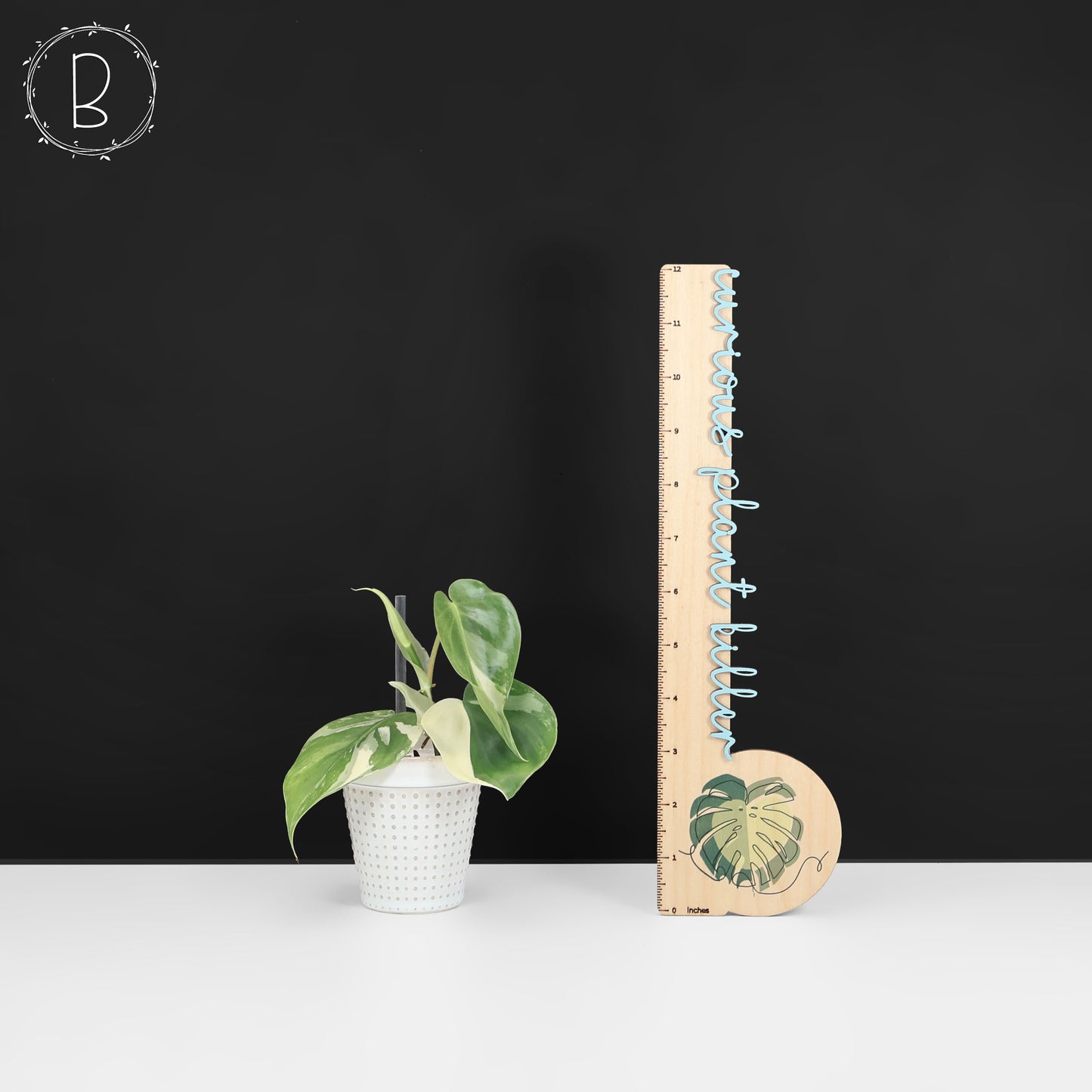 Filodendro Hederaceum Albo