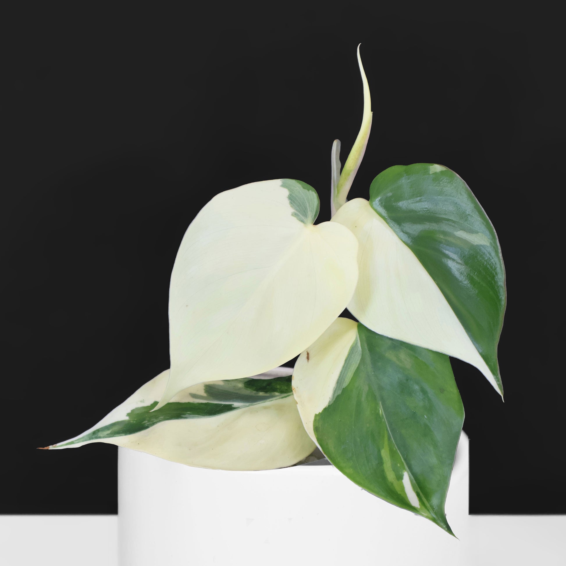 philodendron hederaceum albo Philodendron Hederaceum Albo – Curious Plant Killer