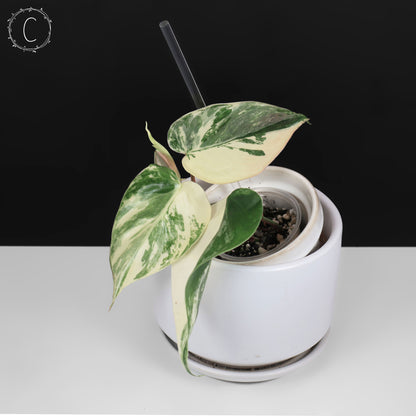 Filodendro Hederaceum Albo