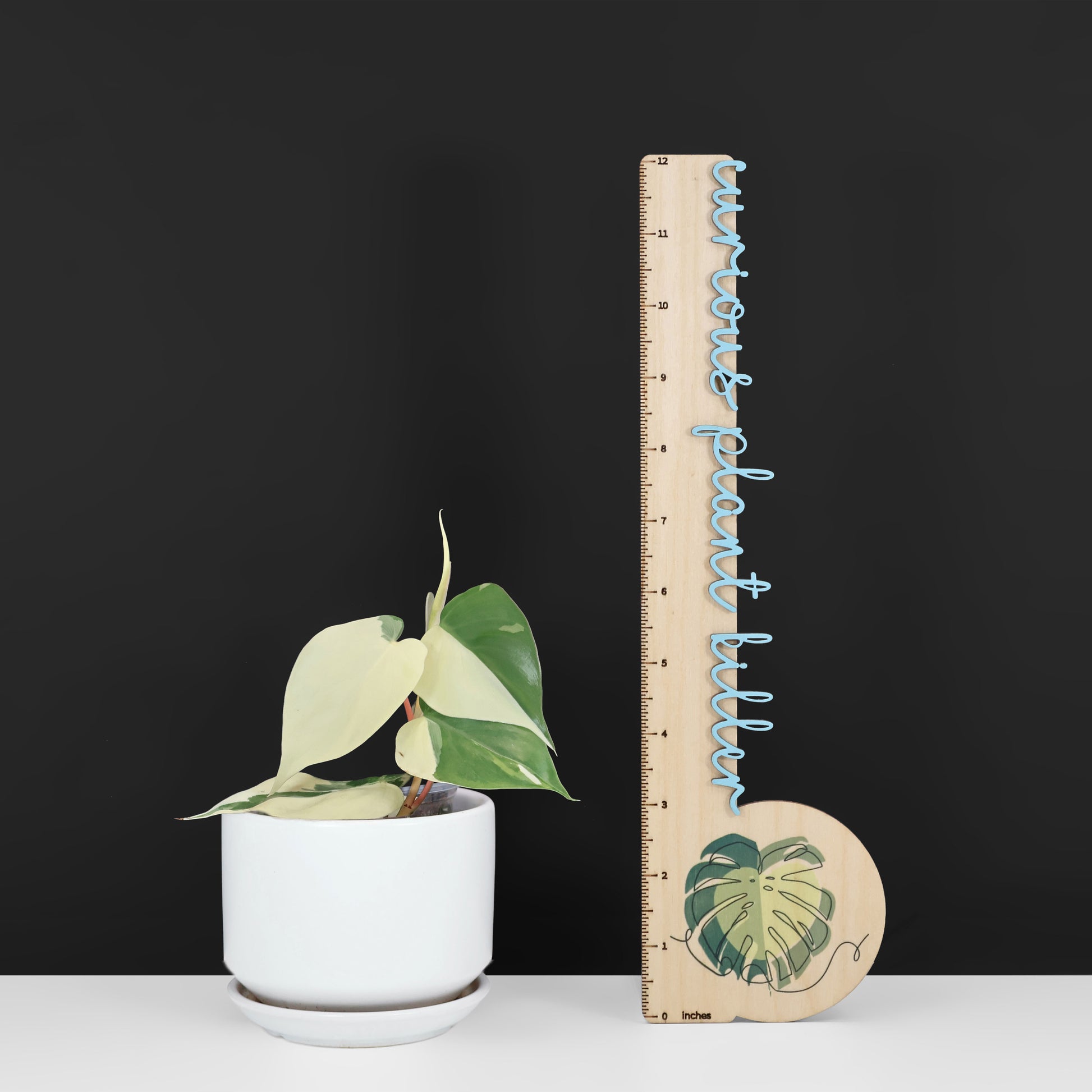 albo heartleaf philodendron Philodendron Hederaceum Albo – Curious Plant Killer