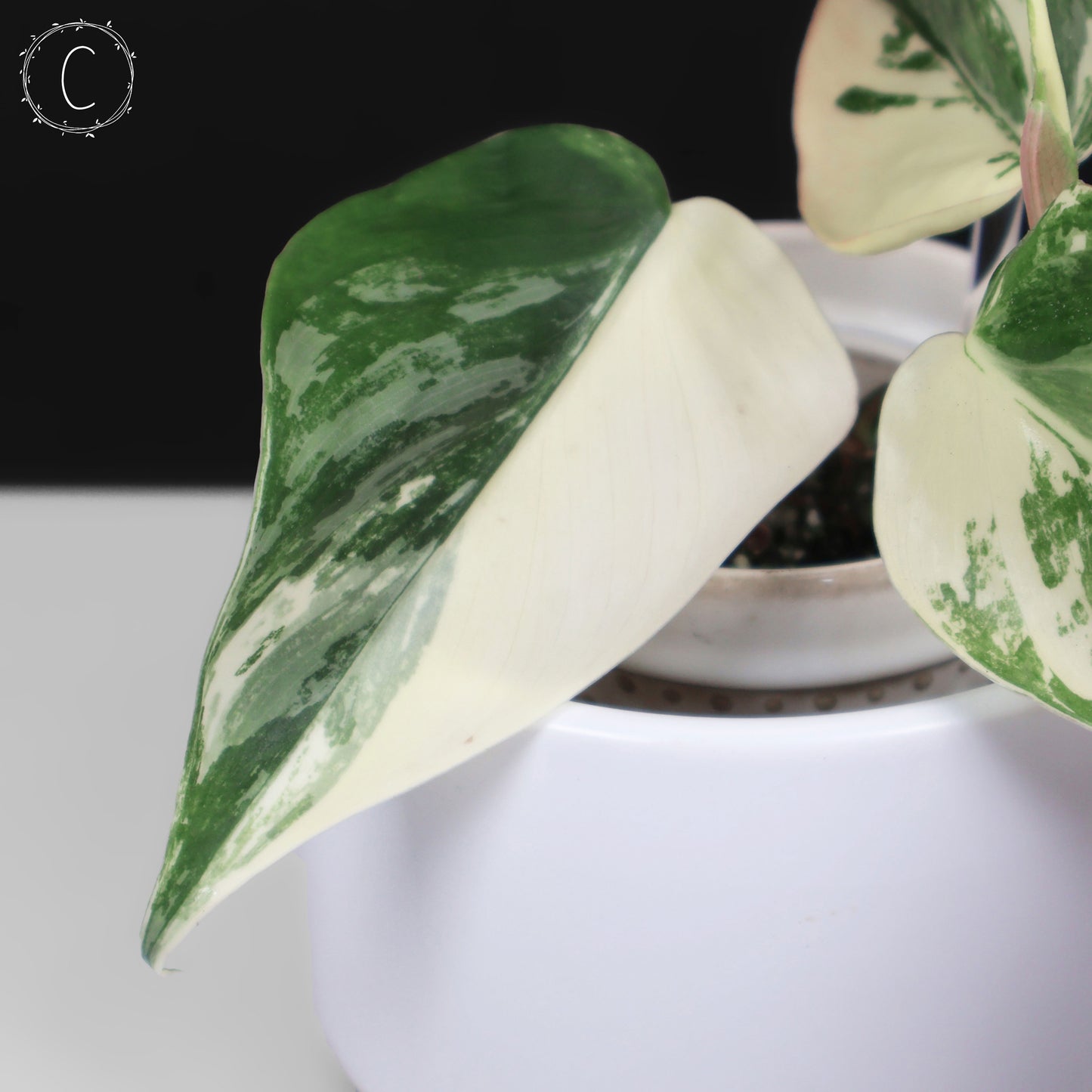 Filodendro Hederaceum Albo