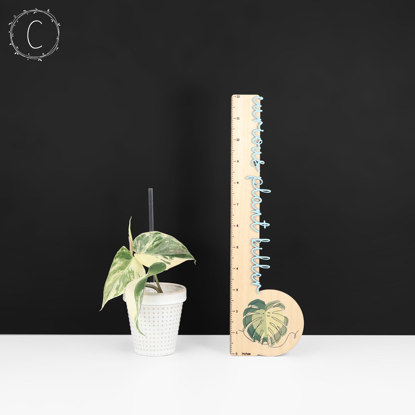 Filodendro Hederaceum Albo