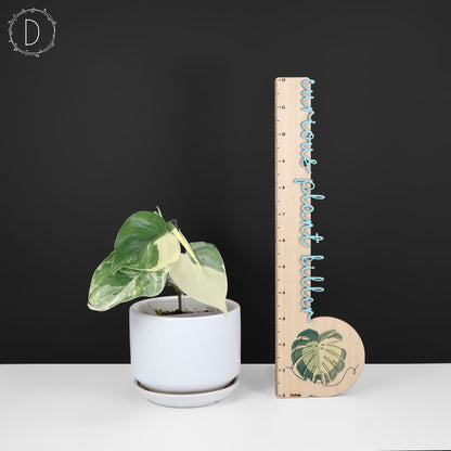 Filodendro Hederaceum Albo