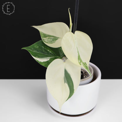 Philodendron Hederaceum Albo